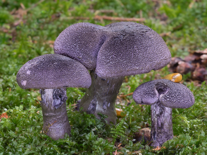 Cortinarius violaceus